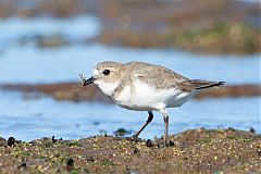 Double-banded Plover